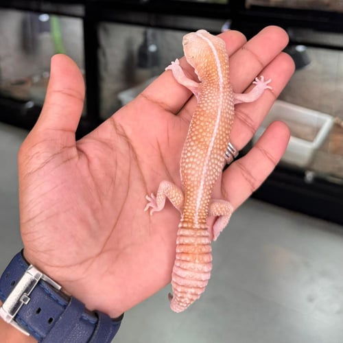 قيكو - أفريكان فات تيل