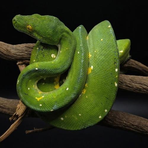 الأصلة الشجرية الخضراء - Green Tree Python