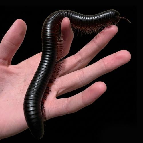 ألفية الأرجل الإفريقية العملاقة - Archispirostrept...