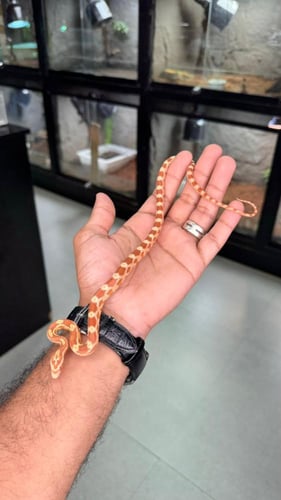 كورن سنيك - بتر