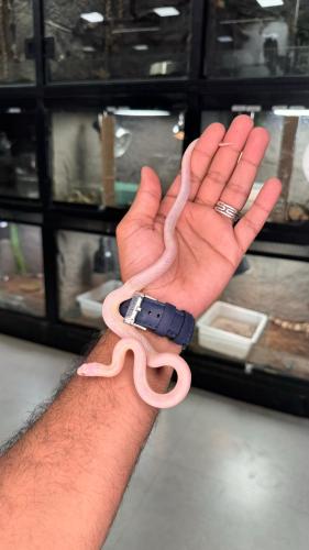 كنق سنيك - كاليفورنيا البينو سنو كاسبر