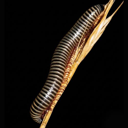 ألفية خاتم أبي سليمان - Julius terrestris