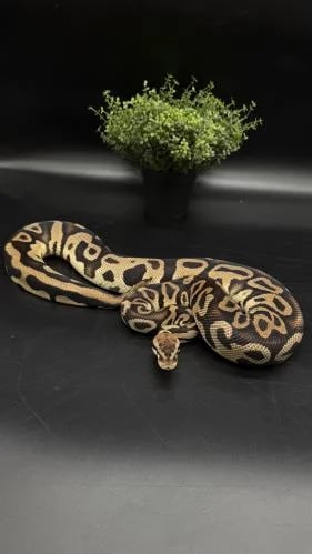 بول بايثون - Leopard Vanilla het Clown