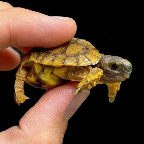 سلحفاة مفصلية الظهر - hinge-back tortoise