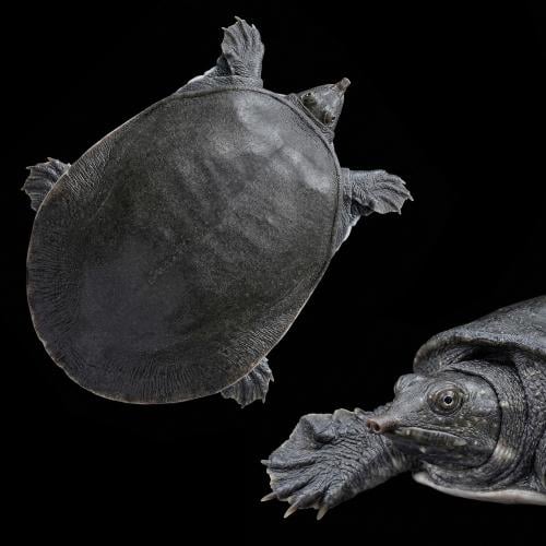 سلحفاة سوفت شل مالايو - Malayan softshell turtle