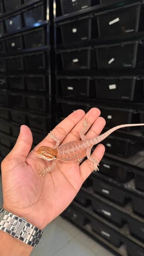 بيردد دراقون - سوبر ريد