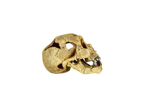 Terra skull(16*11*11cm)