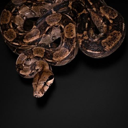 بوا عاصرة حجم M - Boa constrictor