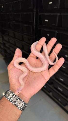 كنق سنيك - كاليفورنيا البينو سترايب