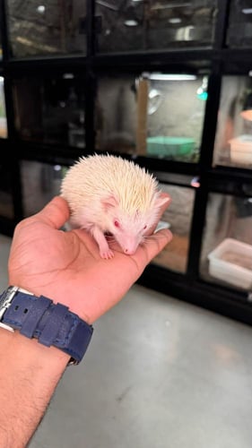 قنفذ البينو