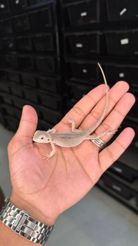 بيردد دراقون - هايبو زيرو ( رمادي )