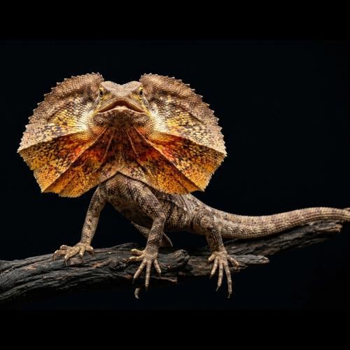 سحلية أسترالية مزركشة - Frilled-neck lizard