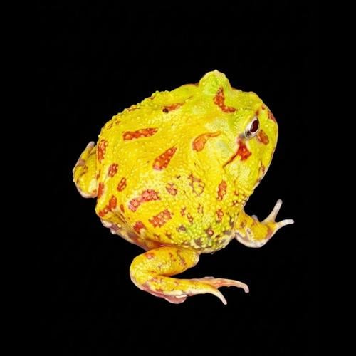 ضفدع باكمان ألبينو / ALBINO PACMAN