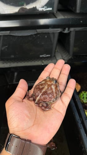 ضفدع باكمان ميتل بلو / METAL BLUE PACMN MUTANT