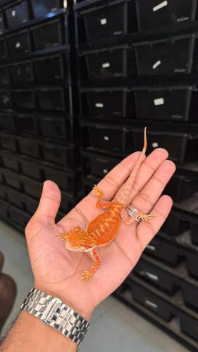 بيردد دراقون - سوبر ريد