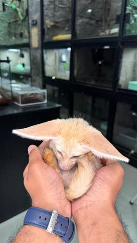 ثعلب الفنك -Fennec Fox