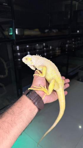 اغوانا - البينو