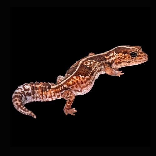 قيكو ذو الذيل السمين - African fat-tailed gecko