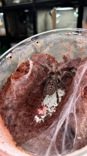 ترانتولا - نمر الارض الماليزي