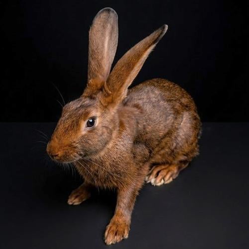 الأرنب البلجيكي - Belgian Hare