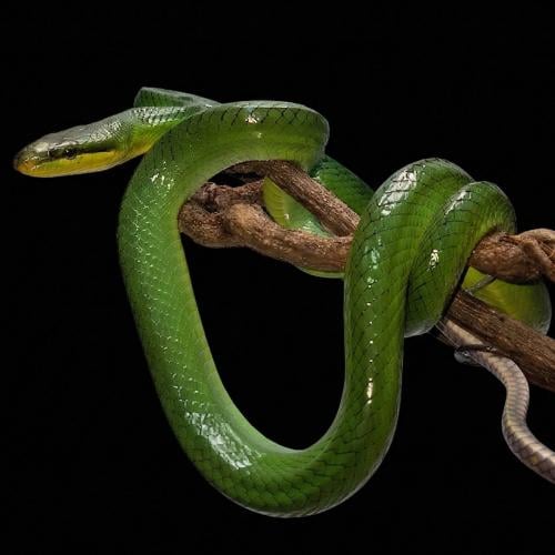 جرين رات سنيك - Red Tail Green Rat Snake