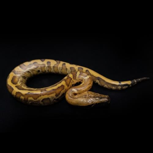 أصلة دموية - Blood Python