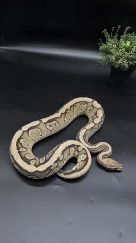 بول بايثون-Fire Redstripe GHI het Clown