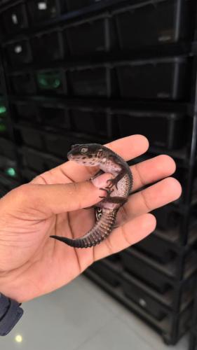 قيكو - بلاك نايت ( ذكر )