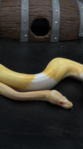 بول بايثون -Albino Piebald