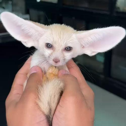 ثعلب الفنك -Fennec Fox
