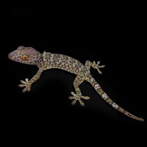 توكاي قيكو - Tokay gecko