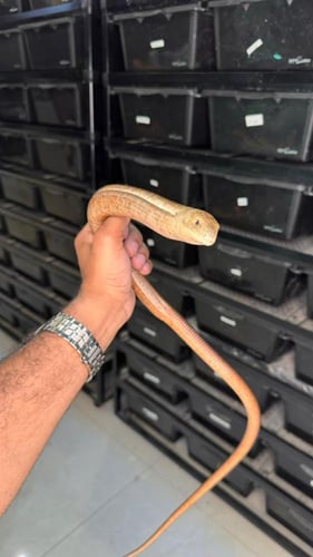 سحلية عديمة الارجل