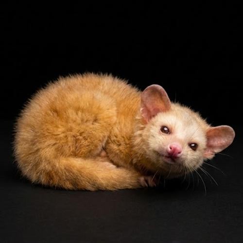 قط زباد النخيل صغير - البينو - Albino civet cat
