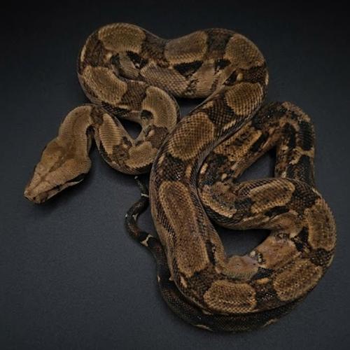 بوا عاصرة حجم M - Boa constrictor