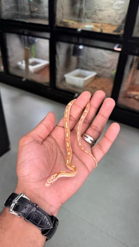 كورن سنيك - بتر موتلي