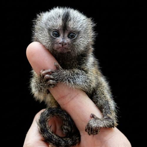 مارموسيت ذو الخصل البيضاء - White-tufted marmoset