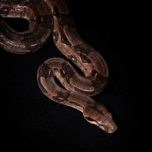 بوا عاصرة حجم M - Boa constrictor