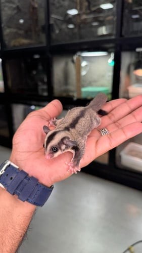 شوقر قلايدر - سنجاب طائر لون كلاسيكي