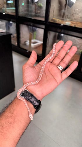 كورن سنيك - قوست