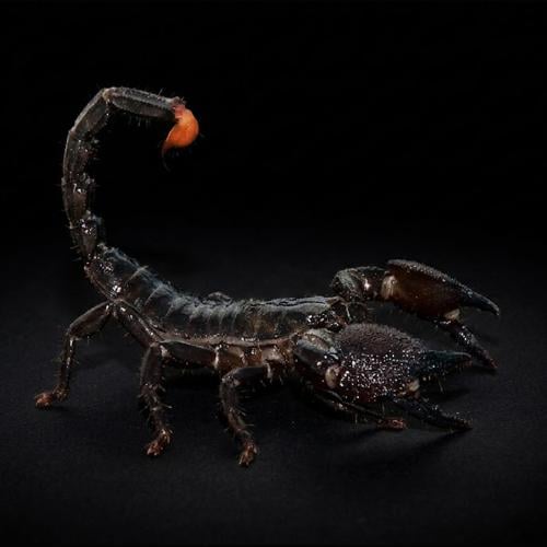 عقرب الإمبراطور - Emperor scorpion