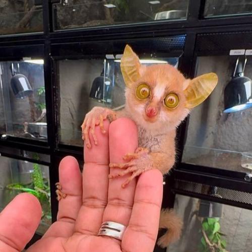 بوش بيبي - ديميدوف جلاجو