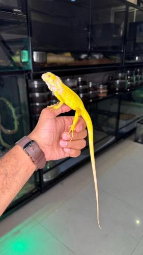 اغوانا - البينو (فرخ)