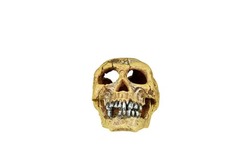 Terra skull(16*11*11cm)