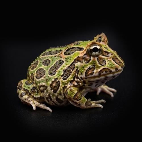 ضفدع باكمان فروخ - Pacman Frog - babies