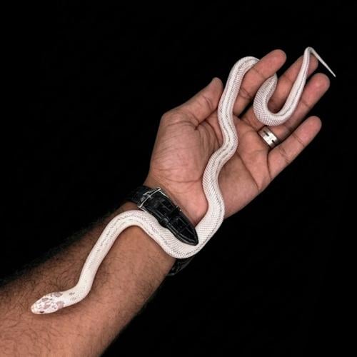 كنق سنيك - كاليفورنيا البينو آبيرنت