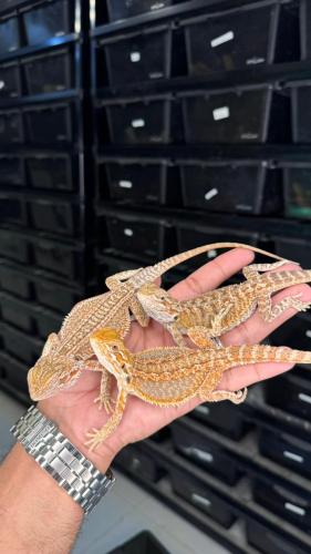 بيردد دراقون - نورمال