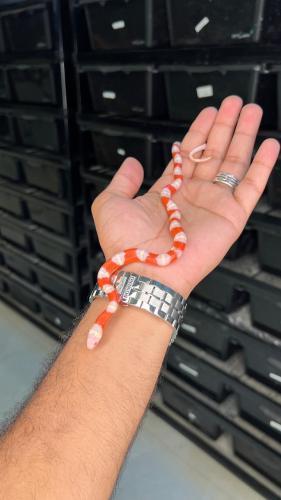 ميلك سنيك - البينو نيلسون