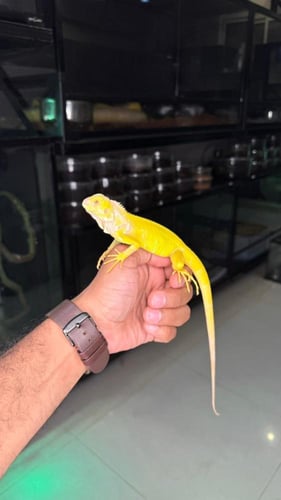 اغوانا - البينو (فرخ)