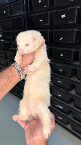 فيريت - البينو ( ذكر معقم )