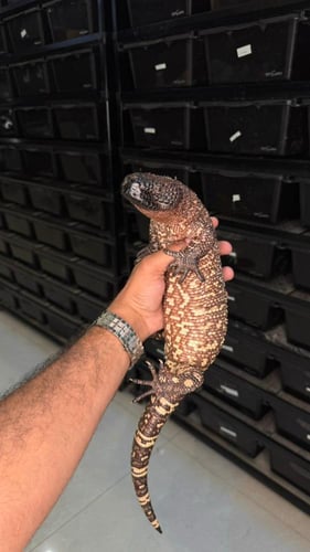 بانديد ليزرد \ بالغ